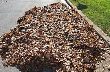 Pile of leaves collected by Framptons Property Services Fall Cleanup program.