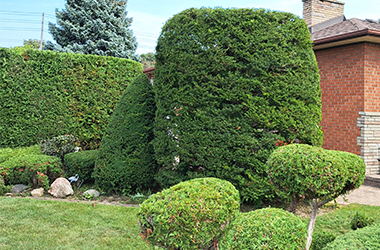 Image of hedge trimming done by Framptons Property Services.