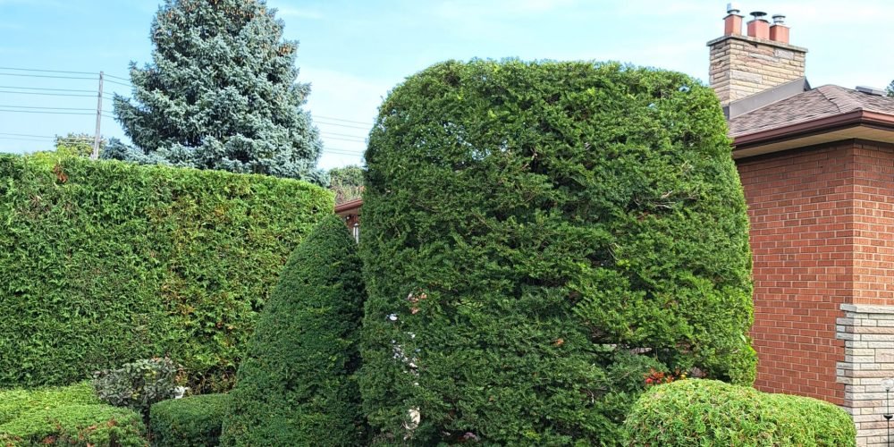 A background image of a beautifully trimmed hedge done by Framptons Property Services hedge and bush maintenance program.